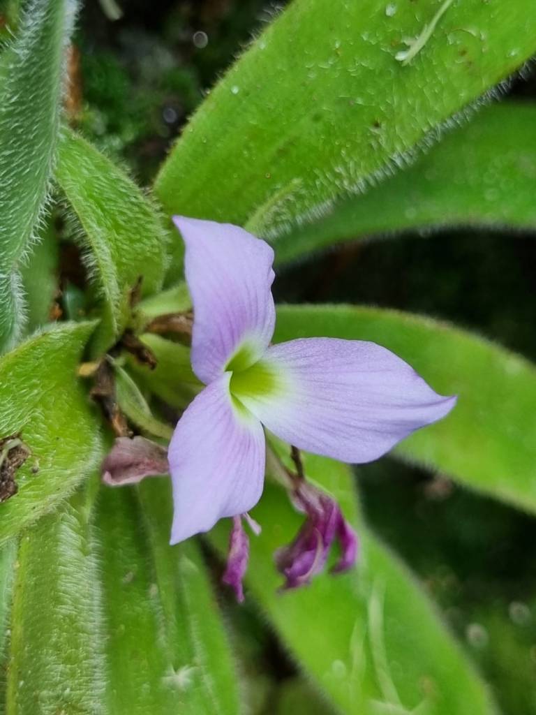 Morador de Minas descobre um nova espécie de bromélia peluda! Krenakanthus ribeiranus.