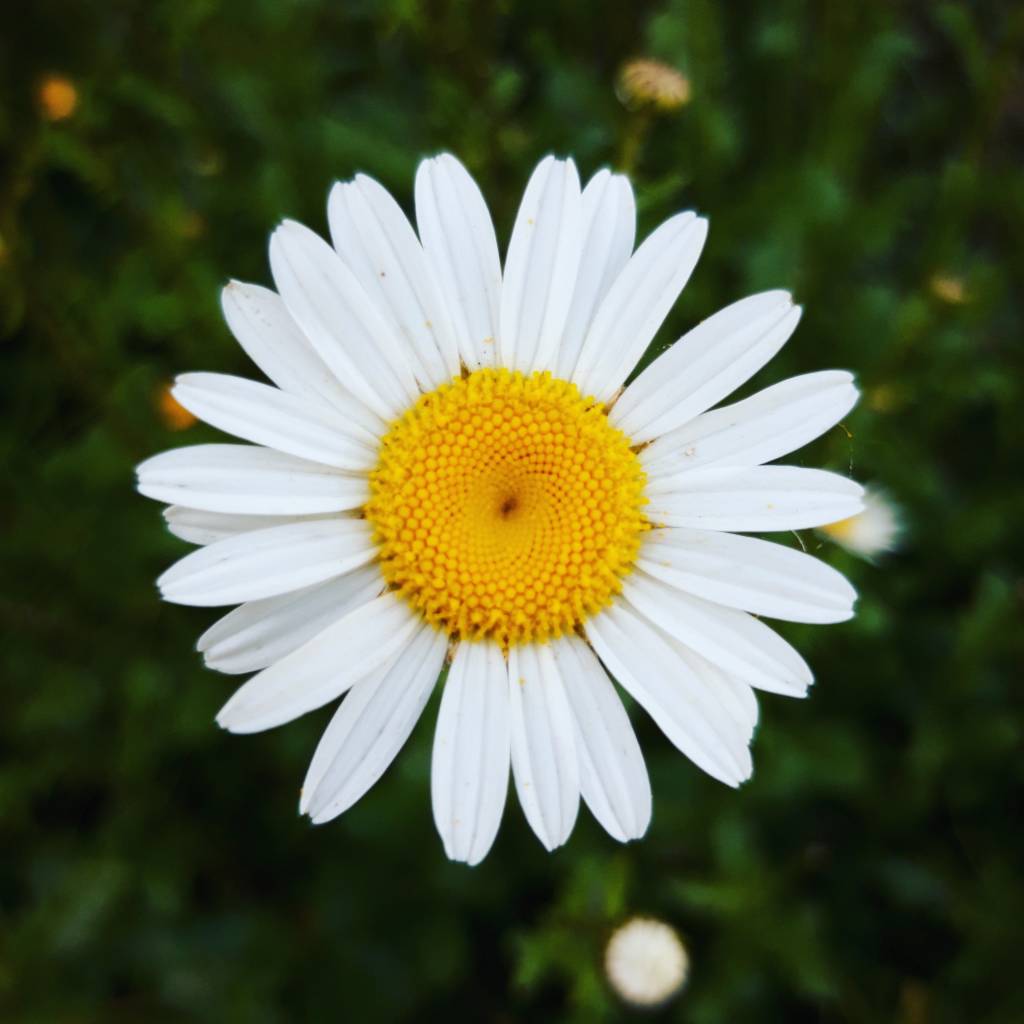 como-plantar-margaridas-dicas-freya-ingva-unsplash Como plantar margaridas: dicas de cultivo, rega, poda e tipos populares.