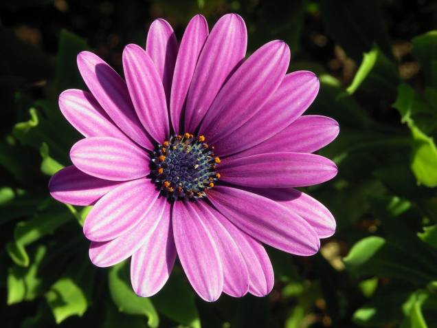 Margarida-do-cabo (Osteospermum). Margarida-do-cabo (Osteospermum).
