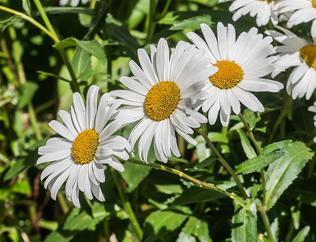 Margarida-gigante (Leucanthemum maximum). Margarida-gigante (Leucanthemum maximum).