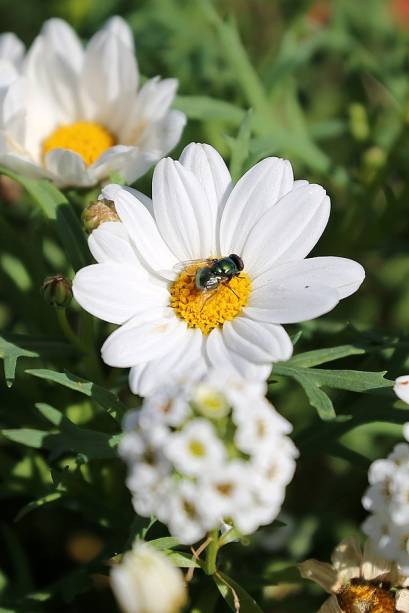 Margarida-de-paris (Chrysanthemum frutescens). Margarida-de-paris (Chrysanthemum frutescens).