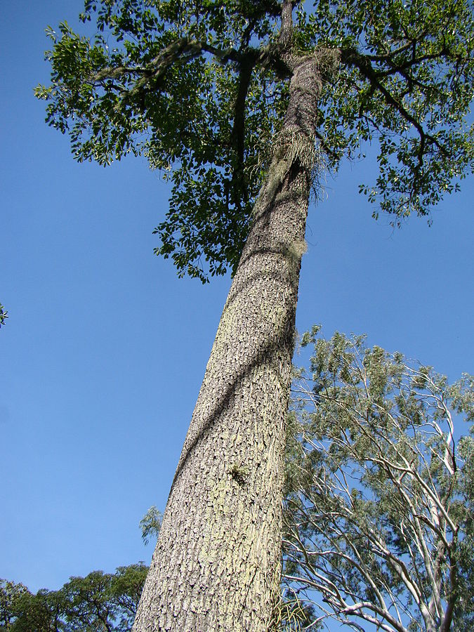 Bertholletia excelsa