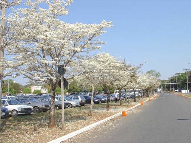 como-plantar-ipe-wikimediacommons-carolina-costa Como plantar o ipê, flor símbolo do Brasil! Na foto, árvores de ipê branco.