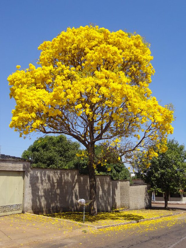 como-plantar-ipe-wikimediacommons-douglas-mene Como plantar o ipê, flor símbolo do Brasil! Na foto, árvore grande de ipê amarelo.