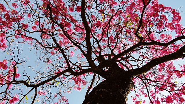 como-plantar-ipe-wikimediacommons-janio-muniz Como plantar o ipê, flor símbolo do Brasil! Na foto, árvore de ipê roxo, vista de baixo.