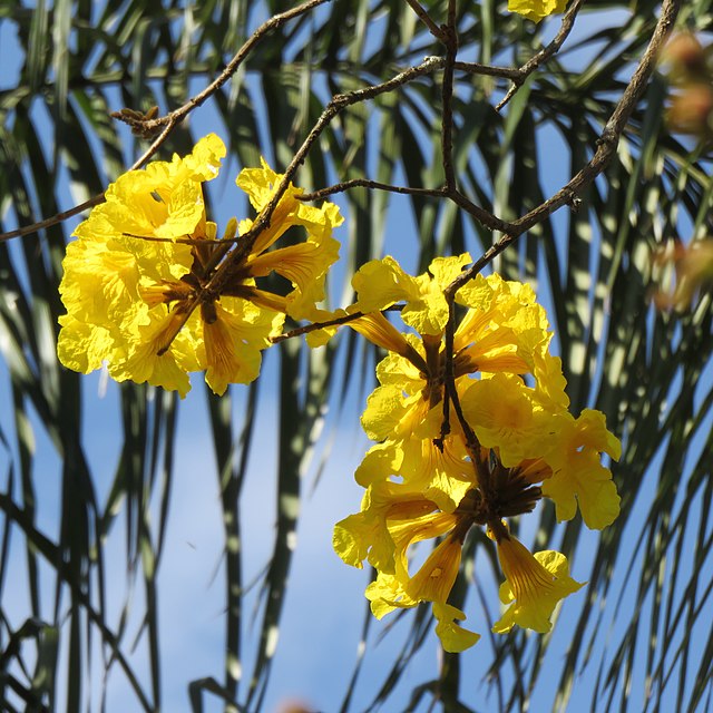 Como plantar o ipê, flor símbolo do Brasil! Na foto, detalhe da flor do ipê amarelo.