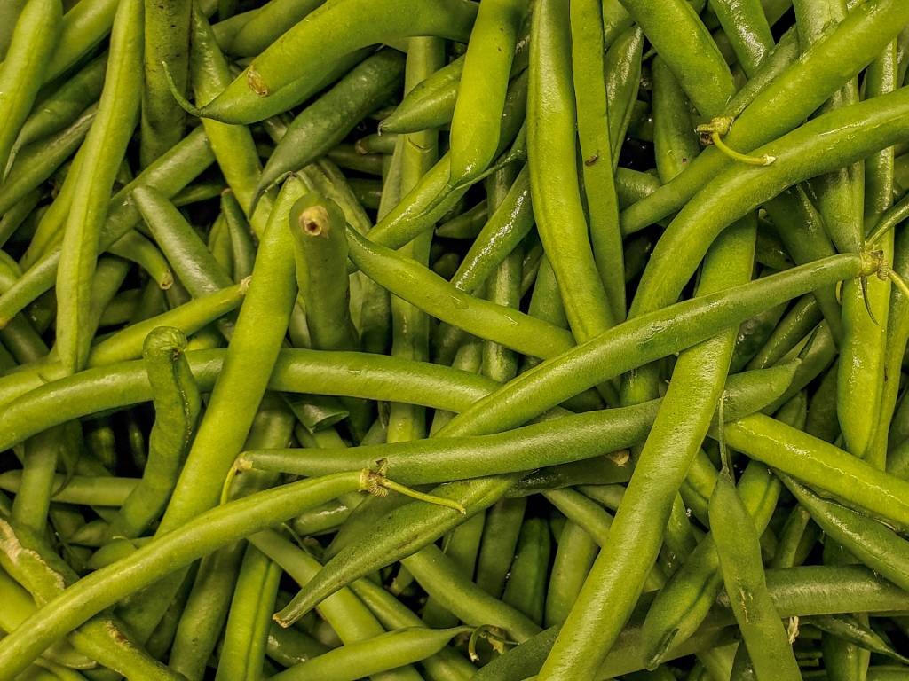 feijao-vagem-publicdomainimages-circe-denyer 3 opções de leguminosas para plantar em fevereiro. Na foto, feijão vagem.