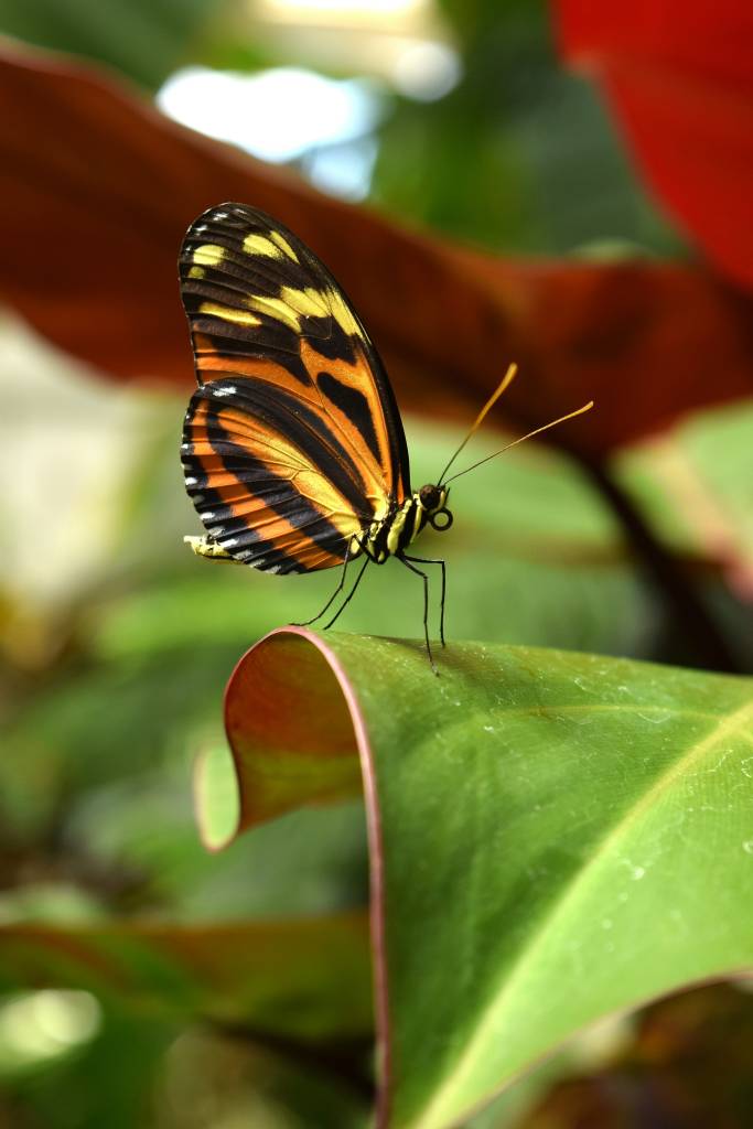 o-que-fazer-na-quaresma-simpatias-e-oracoes-amy-baugess-unsplash O que fazer na quaresma: simpatias e orações para prosperidade e proteção. Na foto, borboleta pousada em folha.
