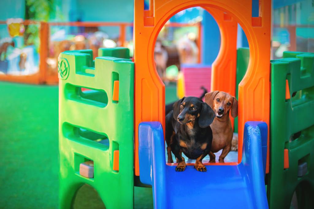 DAYCARE PATINHAS URBANAS – Crédito fotógrafa – Van Sallesaro Aprenda a cansar o seu pet de maneira correta