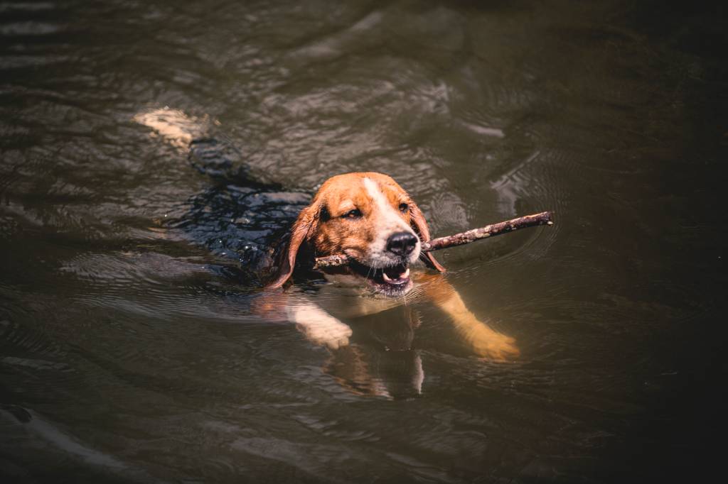 Aprenda a cansar o seu pet de maneira correta