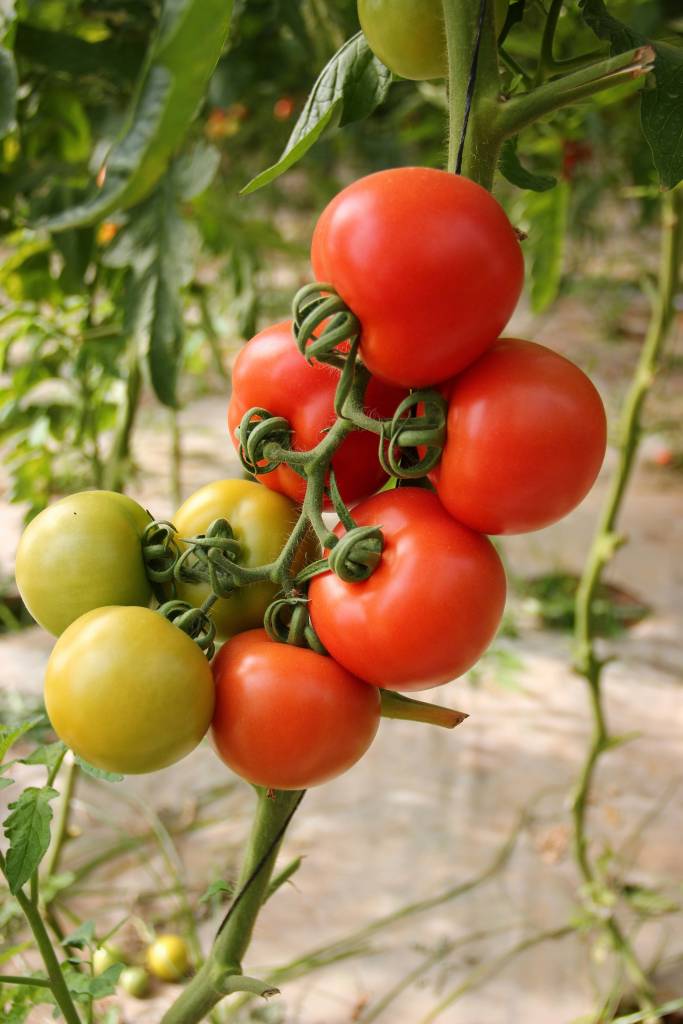 como-plantar-tomate-em-casa-shalev-cohen-unsplash