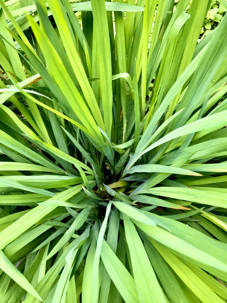 Repelente natural para mosquitos: veja uma receita com óleo de citronela. Na foto, planta citronela.