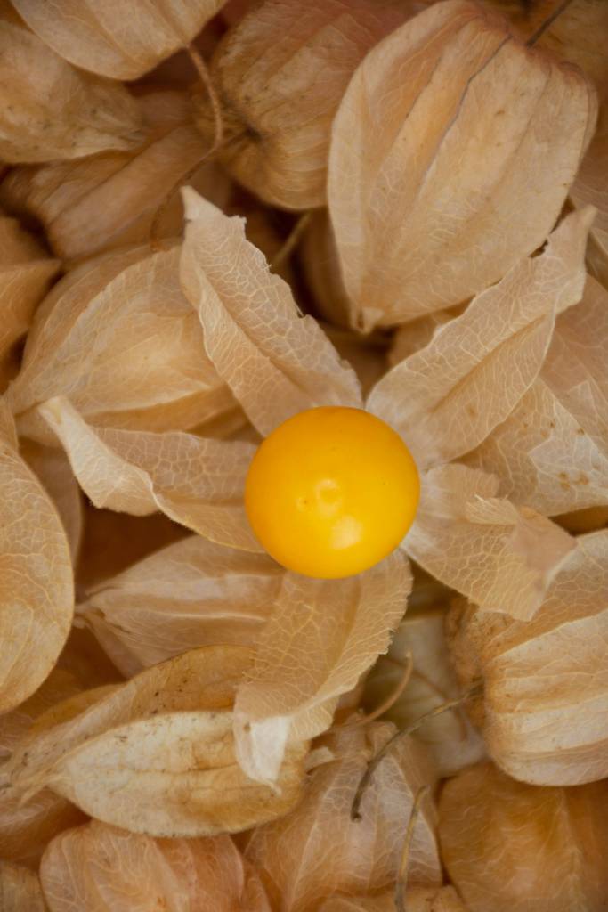 Conheça os benefícios para saúde destas 4 frutas exóticas Na foto, physalis.