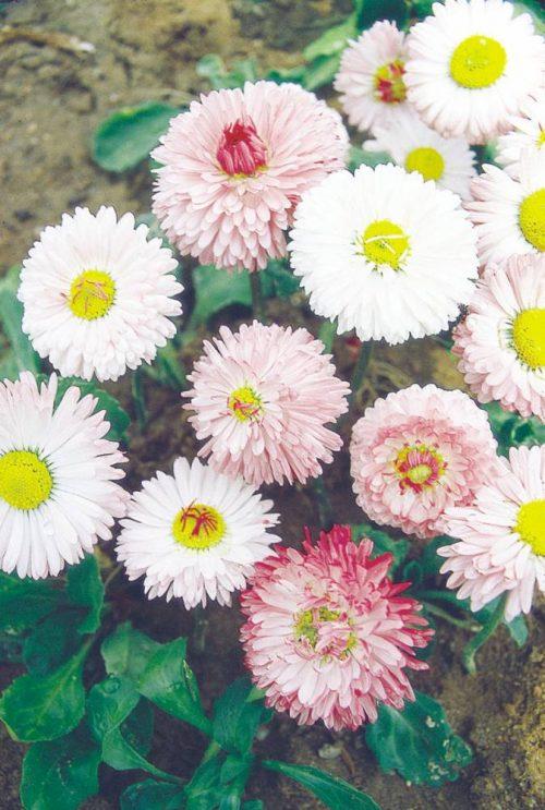 10 flores lindas para plantar no seu jardim ou horta. Na foto, bellis.