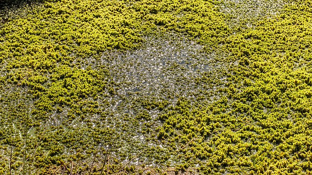 jardim-musgo-wikimediacommons-agnes-monkelbaan-sphagnidae Jardim de musgos: veja o porquê você deve ter um na sua casa! Na foto, rocha com musgos.