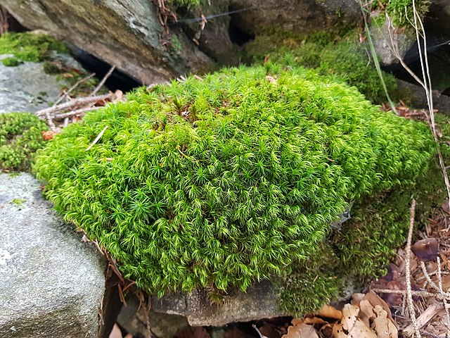 jardim-musgo-wikimediacommons-mænsard-vokser Jardim de musgos: veja o porquê você deve ter um na sua casa! Na foto, musgos verdes crescendo em solo.