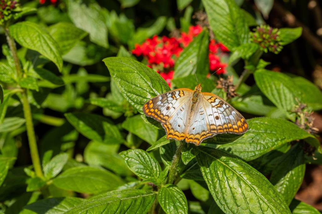 Sabia que o Walt Disney World tem um festival de flores? Na foto, jardim com borboleta.