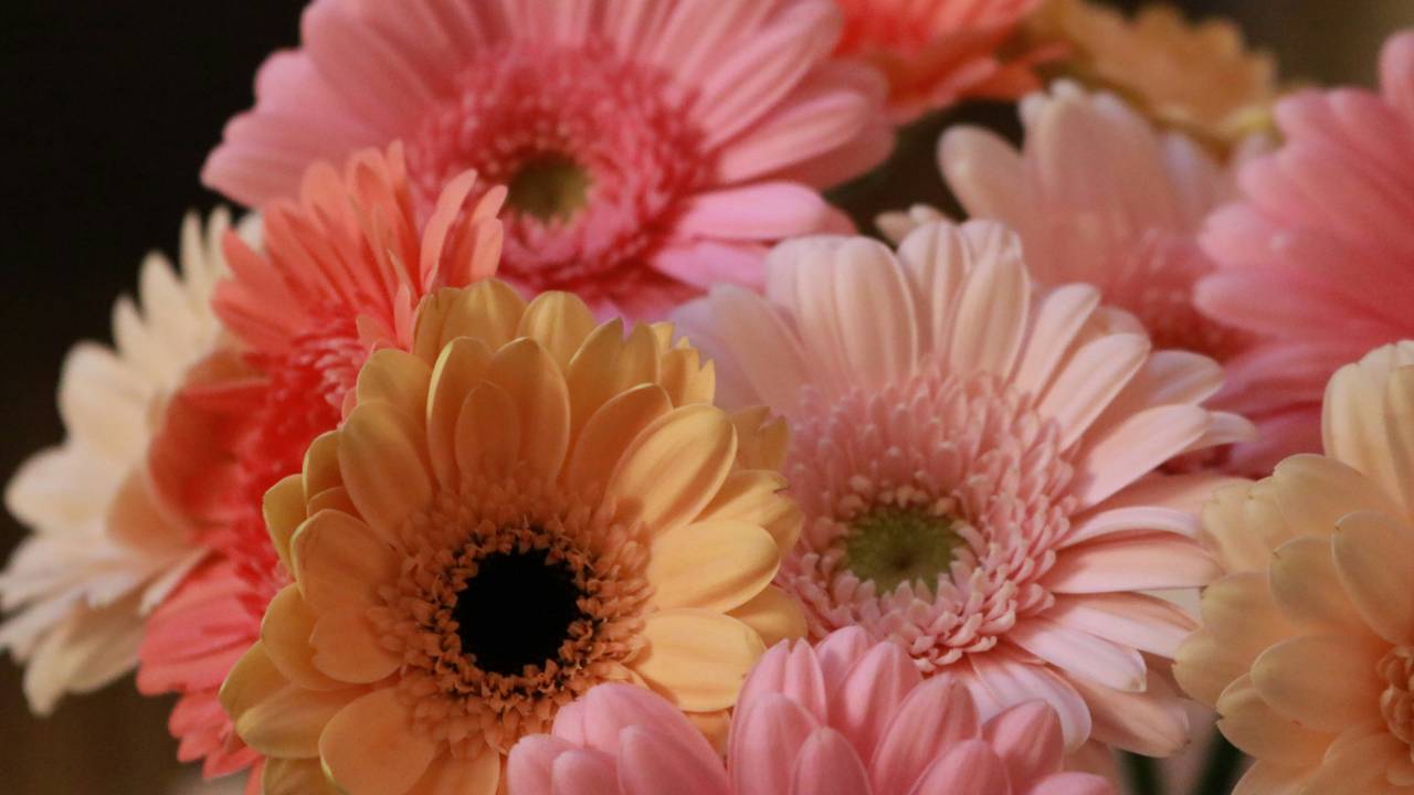 Flores de outono: espécies para um arranjo Boho combinando com a estação. Na foto, gérbera.