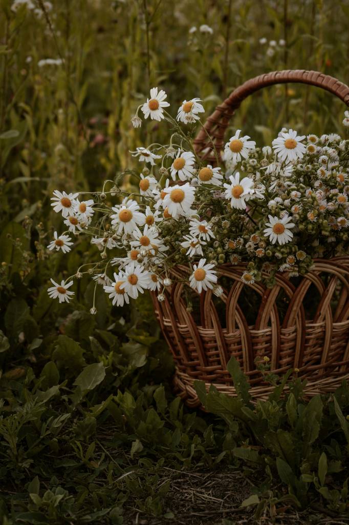 Flores de outono: espécies para um arranjo Boho combinando com a estação. Na foto, margaridas em cesto.