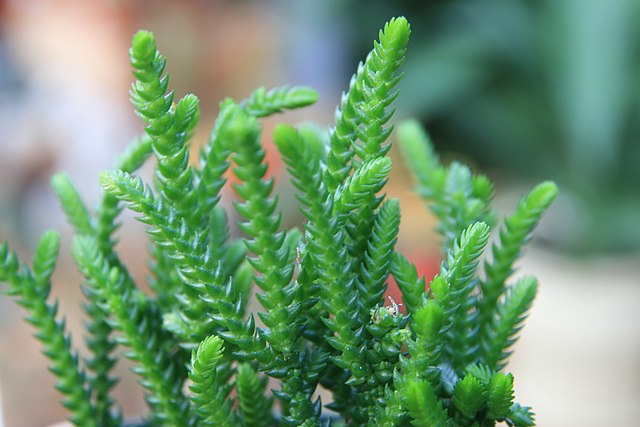 5 tipos de suculentas suspensas para ter em casa. Na foto, Crassula Muscosa.