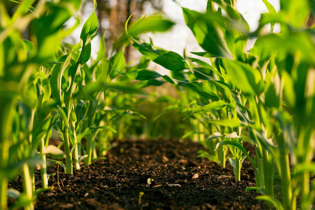 tem-como-plantar-milho-em-casa-steven-weeks-unsplash Tem como plantar milho em casa? Na foto, pés de milho espaçados.