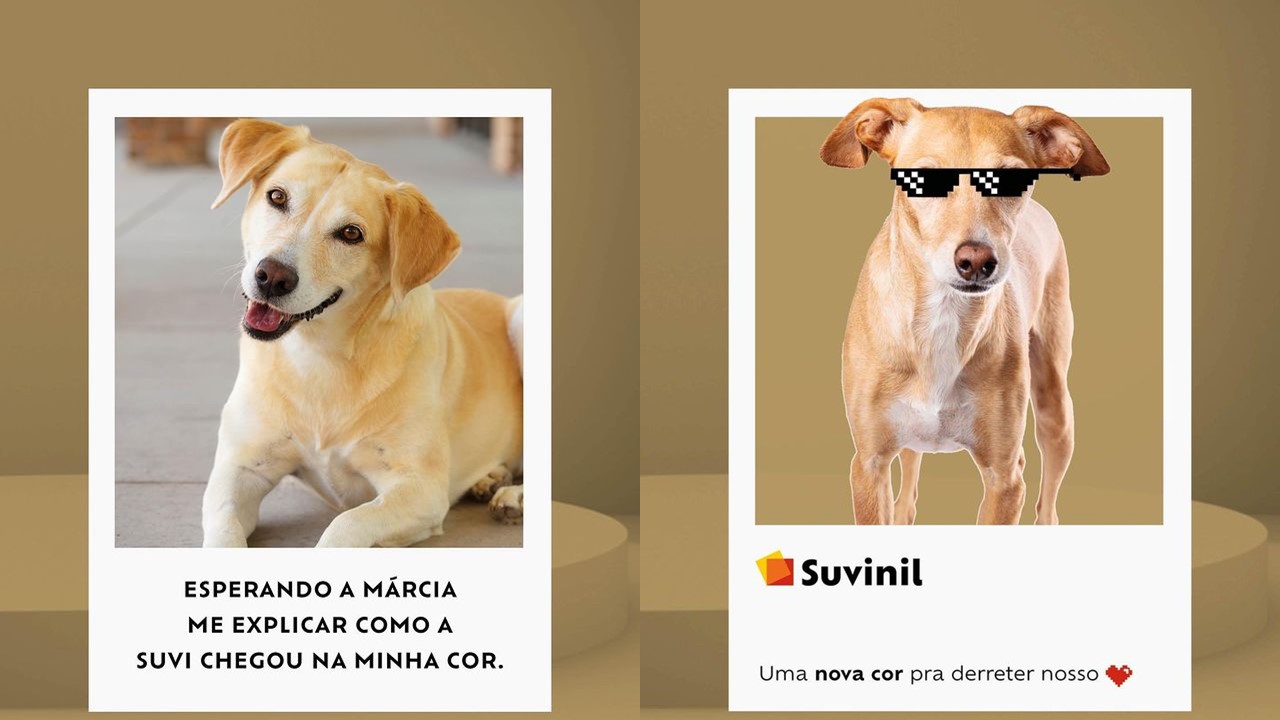Vira-lata Caramelo vira nova cor de tinta! Na foto, dois cachorros.