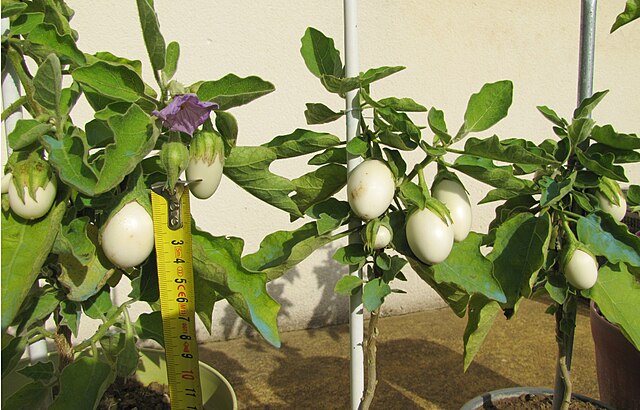 plantas-exoticas-planta-ovo-wikimediacommons-farcerejeane Ovo em árvore? Planta que beija? Veja 3 espécies de plantas exóticas