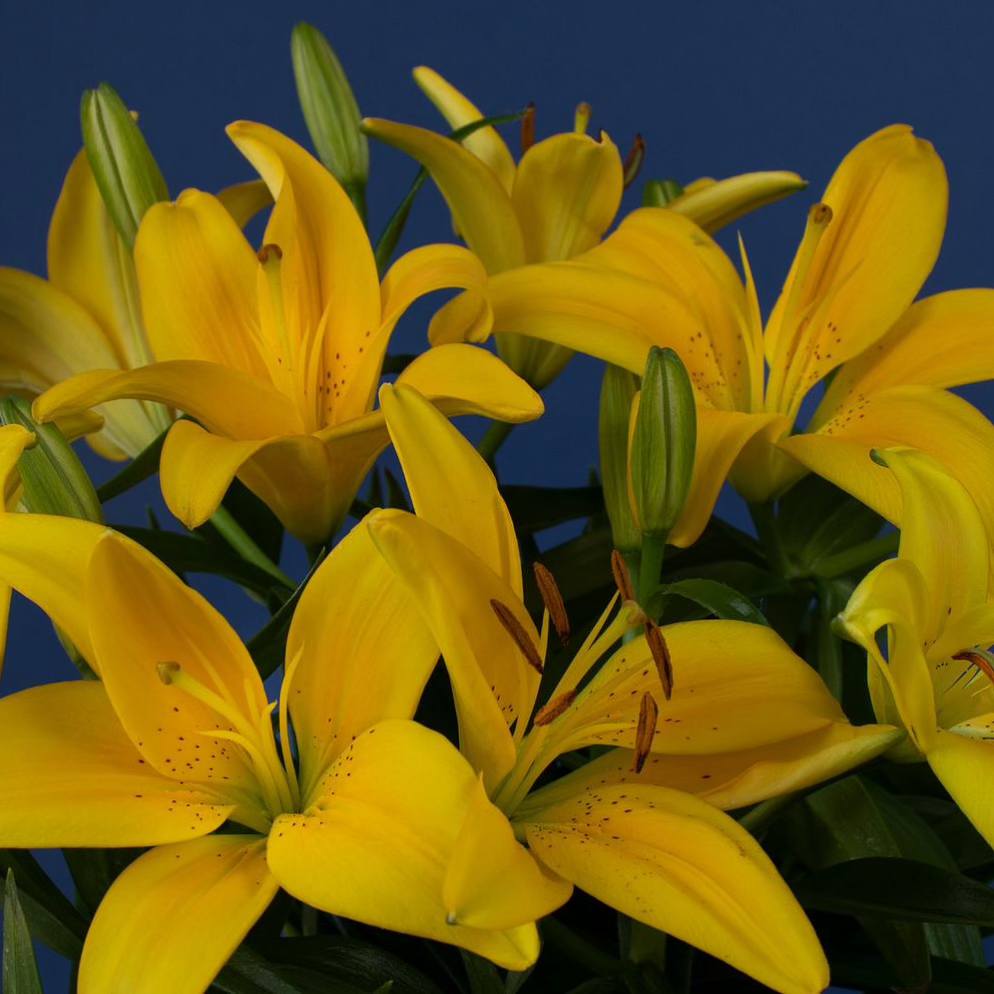 flores-lirios-amarelos Flores e bem estar: veja quais ajudam com ansiedade, tristeza e medo. Na foto, lírios amarelos.