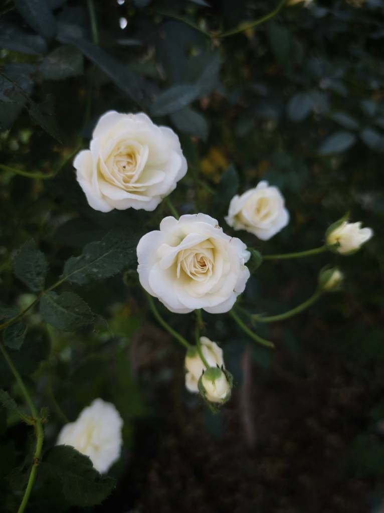 Flores e bem estar: veja quais ajudam com ansiedade, tristeza e medo. Na foto, rosas brancas.