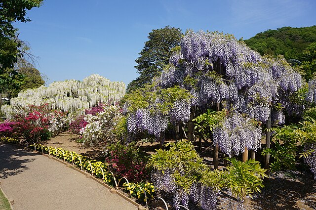 fuji-no-hana-planta-asiatica-inspira-longevidade-bem-estar-wikimedia-commons-SLIMHANNYA-01 Fuji No Hana: a planta asiática que inspira longevidade e bem-estar. Na foto, glicinia. Wisteria floribunda.