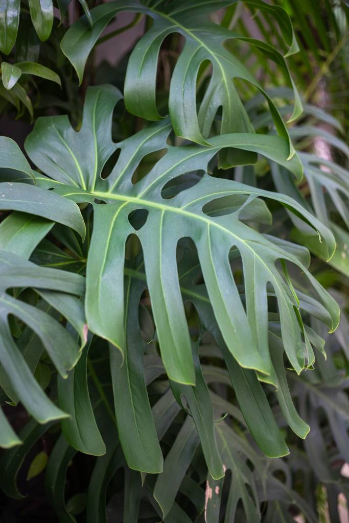 Palmeiras, dracenas, marantas e pacovás compõem esse jardim exuberante. Projeto de Marcilene Monzani Paisagismo. Na foto, costela de adão.