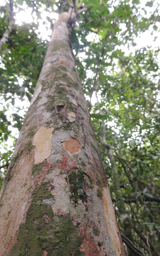 Nova espécie de árvore frutífera com apenas um exemplar no mundo é descoberta no RJ. Na foto, Siphoneugena carolynae.