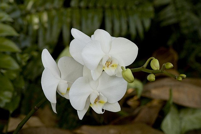 Os 3 tipos de orquídeas mais fáceis de cuidar em casa. Na foto, Phalaenopsis