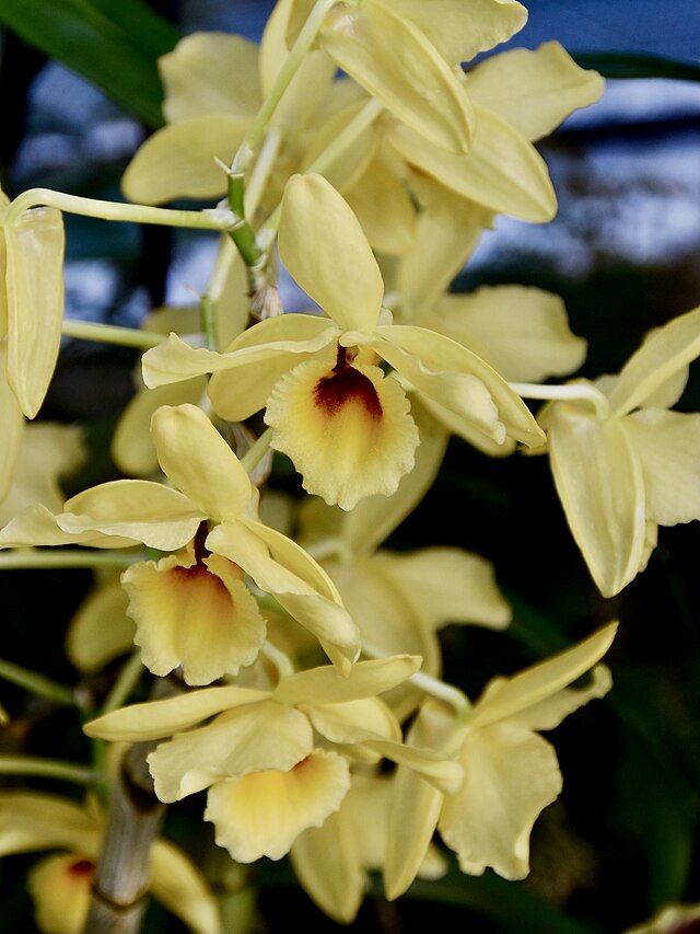 Os 3 tipos de orquídeas mais fáceis de cuidar em casa. Na foto, Dendrobium