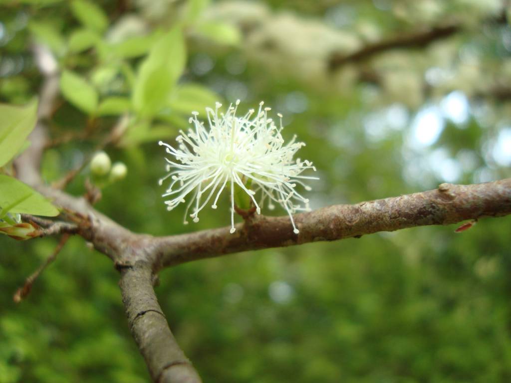 Sabia que é possível colher jabuticaba com cano de PVC?