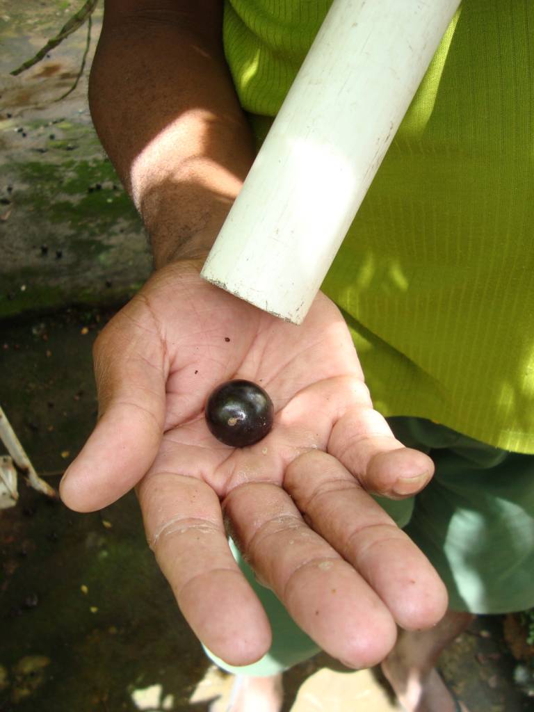 Sabia que é possível colher jabuticaba com cano de PVC?