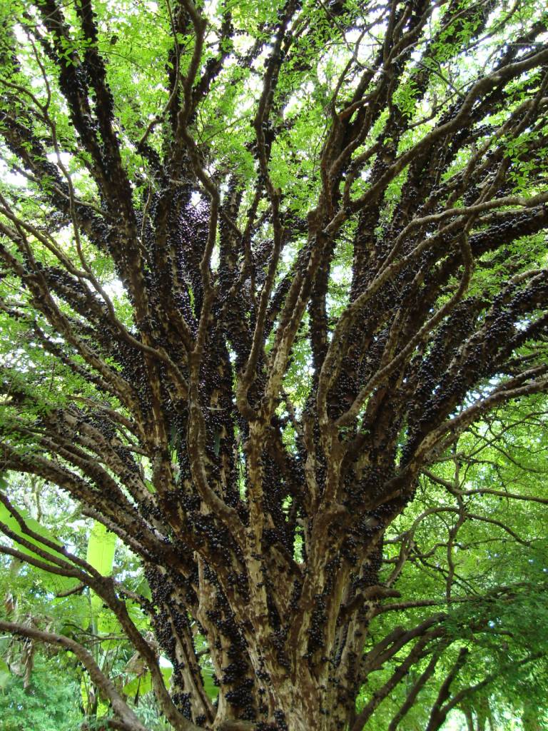 Sabia que é possível colher jabuticaba com cano de PVC?