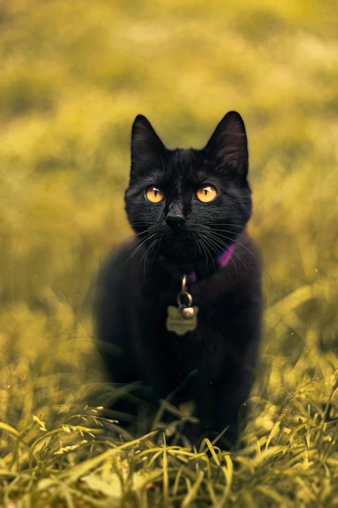 objetos-para-tirar-casa-se-livrar-azar-pexels-stephany-lorena Sexta-feira 13: veja 4 objetos para tirar de casa e se livrar do azar. Na foto, gato preto.