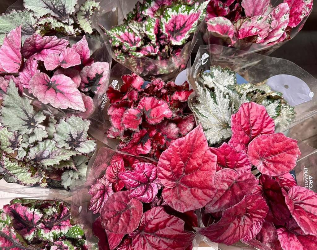 plantas-coloridas-sem-flor-especies-resistentes-calor-tendencias-jardinagem-begonias Plantas coloridas, mesmo sem flor, e espécies resistentes ao calor são as tendências da jardinagem