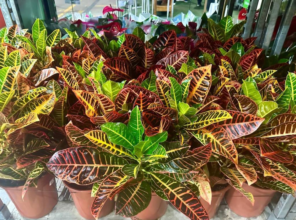 plantas-coloridas-sem-flor-especies-resistentes-calor-tendencias-jardinagem-croton-02 Plantas coloridas, mesmo sem flor, e espécies resistentes ao calor são as tendências da jardinagem