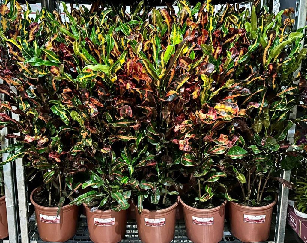 plantas-coloridas-sem-flor-especies-resistentes-calor-tendencias-jardinagem-croton Plantas coloridas, mesmo sem flor, e espécies resistentes ao calor são as tendências da jardinagem