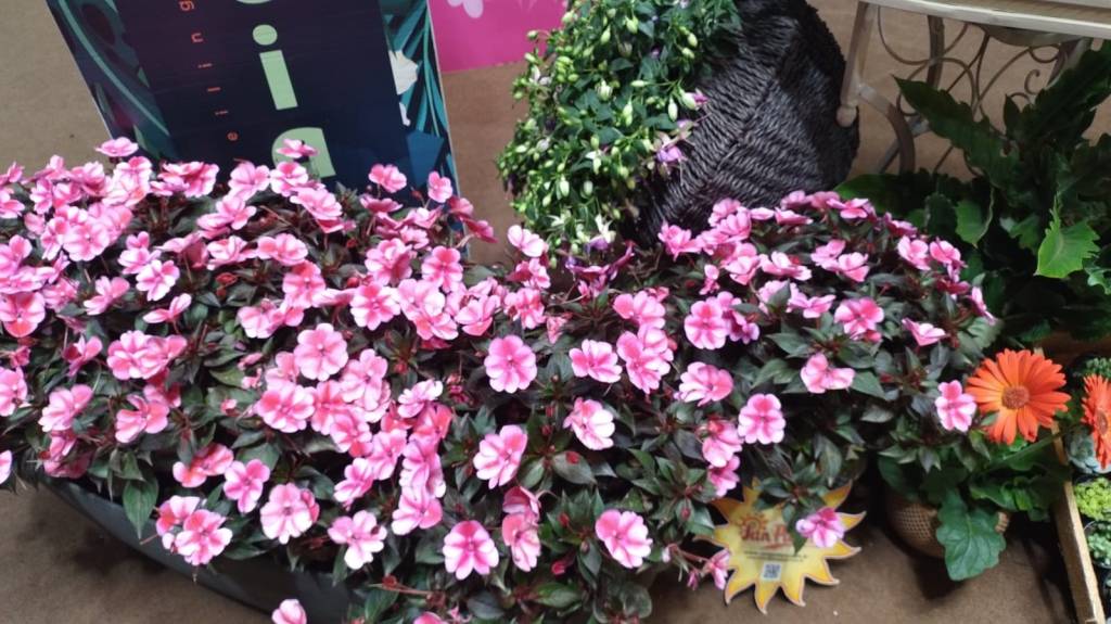 plantas-coloridas-sem-flor-especies-resistentes-calor-tendencias-jardinagem-sunpatiens Plantas coloridas, mesmo sem flor, e espécies resistentes ao calor são as tendências da jardinagem