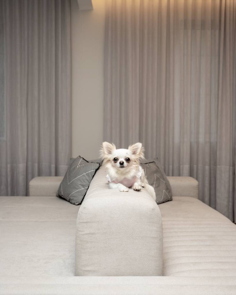 sofa-ilha-cria-dois-ambientes-living-sala-de-tv-e-estar-doppia-arquitetura-07-cortina-cachorro-pet Sofá ilha cria dois ambientes no living: uma sala de TV e um estar para conviver. Projeto de Doppio Arquitetura. Na foto, cachorro em cima de sofá, cortina.