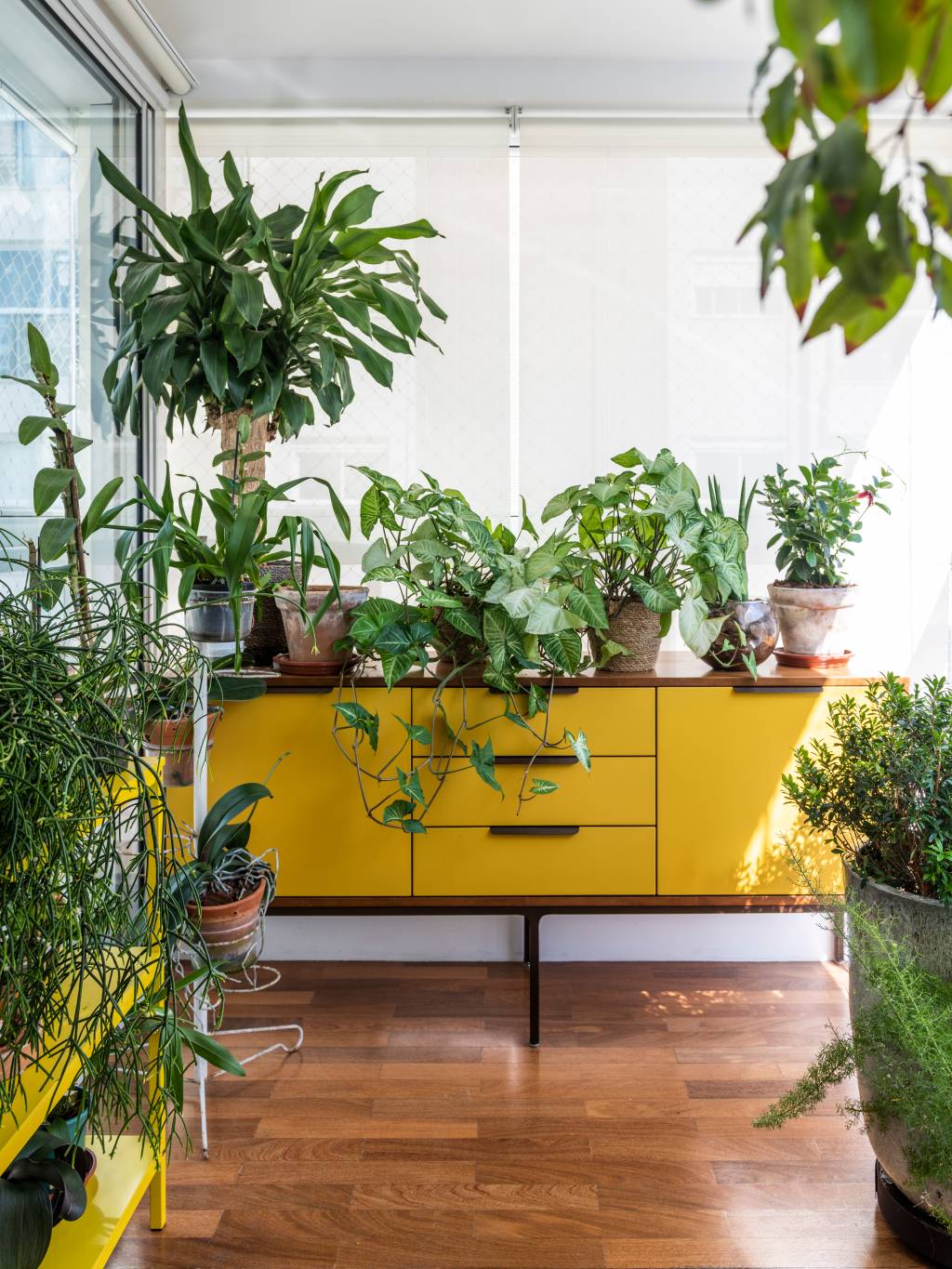 O que NÃO plantar em casa!