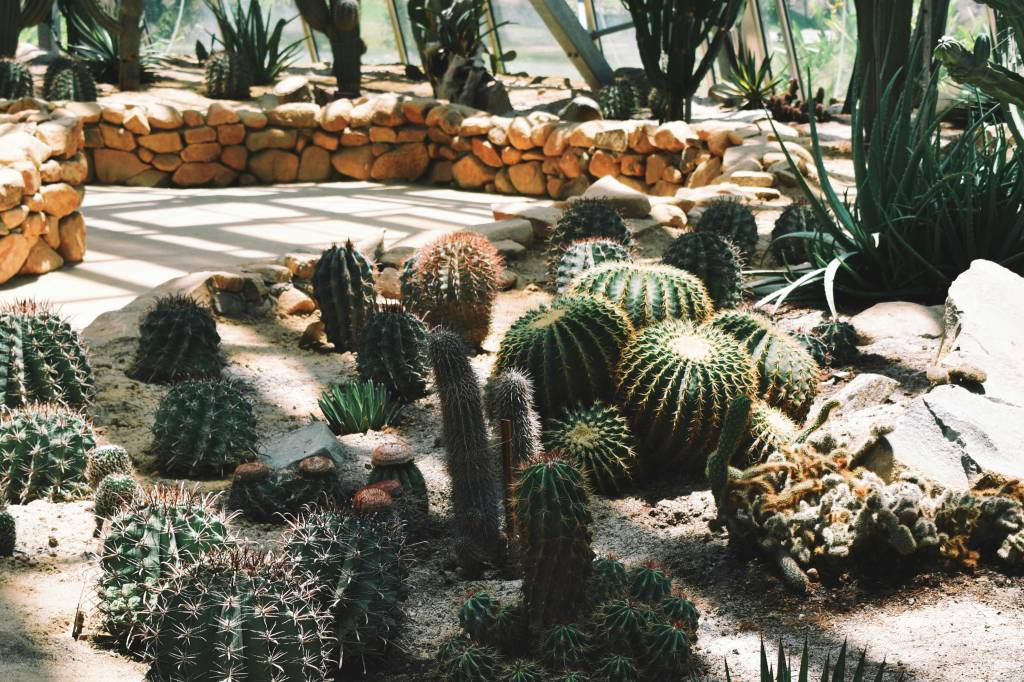 Xeropaisagismo: veja o que é um jardim de xerófitas e por que ele é sustentável