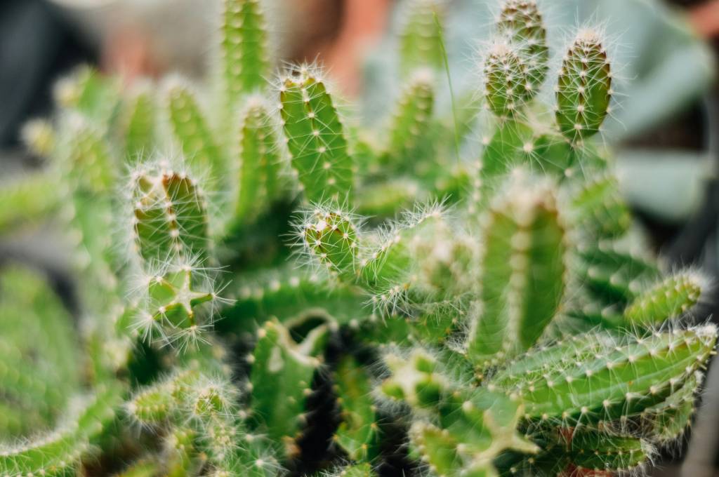 xeropaisagismo-pexels-ravikant-cacto Xeropaisagismo: veja o que é um jardim de xerófitas e por que ele é sustentável. Na foto, cacto.