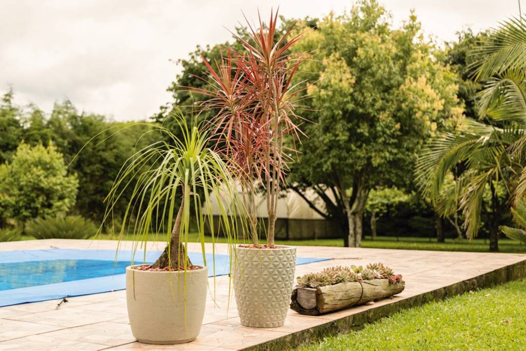 Xeropaisagismo: veja o que é um jardim de xerófitas e por que ele é sustentável. Na foto, duas plantas em vasos de chão, piscina.