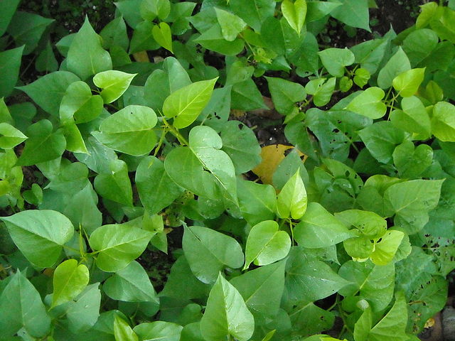 folha-de-batata-doce-uma-panc-para-decorar-e-comer-wikimedia-commons-04 Folha de batata-doce: uma PANC para decorar e comer