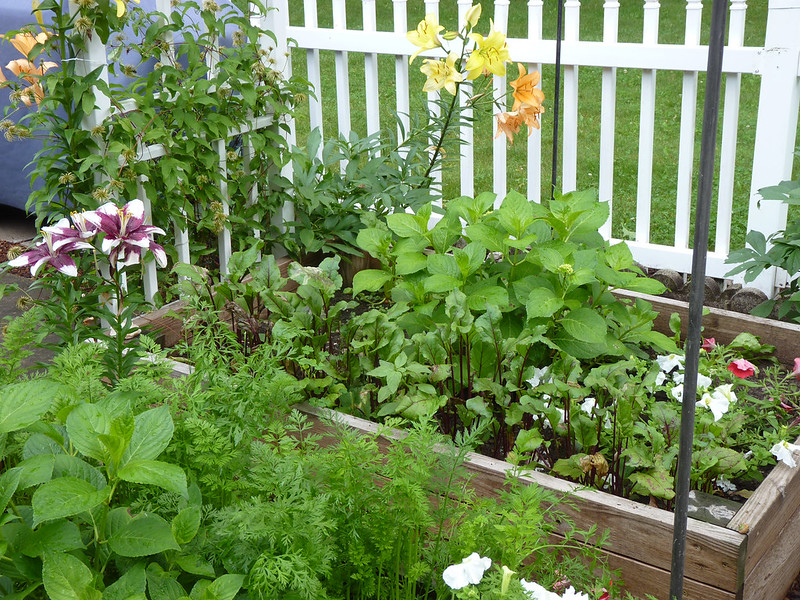 Aprenda a fazer uma horta em apenas um metro quadrado