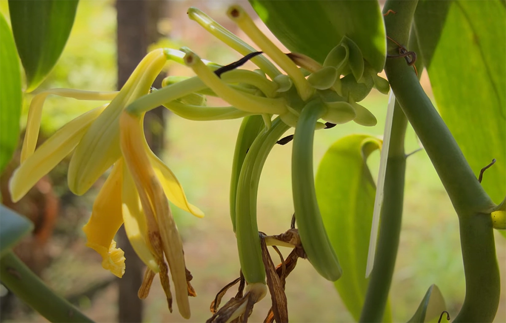Como cultivar baunilhas brasileiras